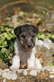 FOX TERRIER 065